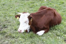 草原棕色奶牛高清图片