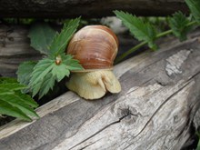 小蜗牛摄影精美图片