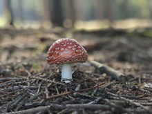 森林毒菌菇高清图片