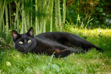 躺在草地的小猫高清图
