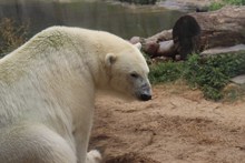 动物园白熊精美图片