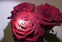 漂亮玫瑰花朵图片素材