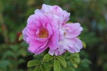 粉色野玫瑰花朵精美图片