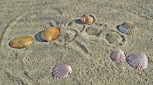 海岸沙滩贝壳精美图片