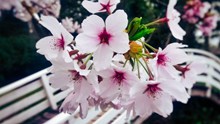 盛开粉色桃花摄影图片下载