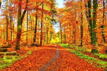 金色秋天枫树林高清图片