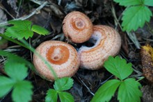 森林食用蘑菇图片下载