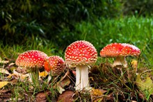 飞木耳红蘑菇高清图片