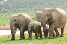 南非野生大象群精美图片