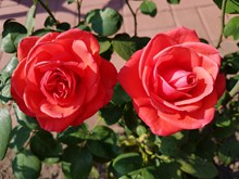浪漫红玫瑰花朵图片大全