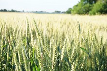 农田绿色小麦高清图