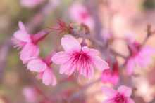 粉色桃花盛开唯美高清图