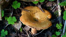 森林真菌蘑菇图片素材