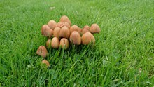 草地伞状蘑菇图片素材