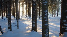 冬天森林雪地图片素材