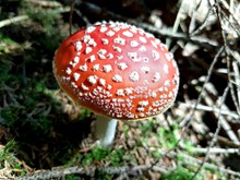 飞木耳野生红蘑菇精美图片