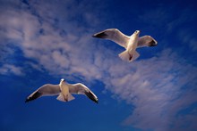 天空海鸥飞翔高清图片