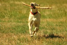 狗狗训练奔跑精美图片