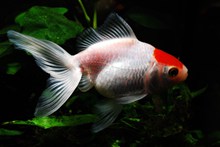 鱼缸红色金鱼高清图片