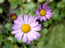 淡紫色菊花花朵高清图片