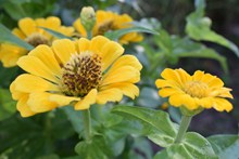 黄色菊花花朵高清高清图片