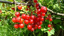 红色野生莓果图片下载