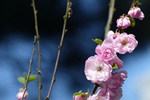 春天樱花摄影高清图片