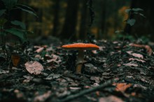 森林红色伞状毒蘑菇图片下载