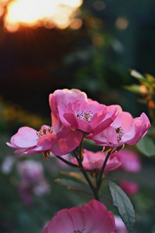 粉色花朵唯美素材精美图片