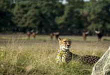 非洲大草原猎豹图片素材