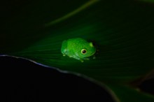 绿色台湾树蛙图片素材