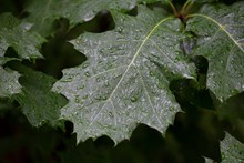 雨后叶子上的水珠图片下载