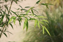 绿色竹林竹叶精美图片