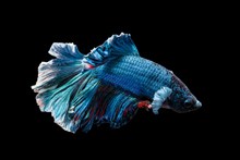 蓝色深海观赏鱼高清图片