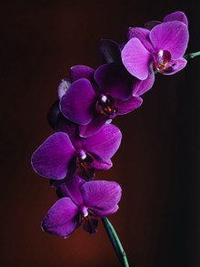 紫色蝴蝶兰品种高清图