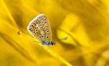蝴蝶黄色背景图片