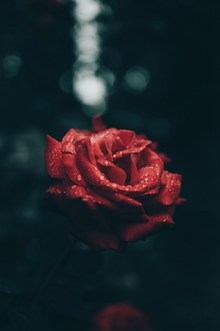 雨后玫瑰唯美高清图片