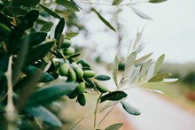 青橄榄品种高清图片