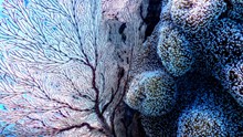 海底珊瑚群图片下载