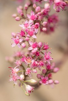 唯美粉色花朵素材图片下载
