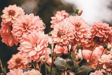 粉色野菊花图片素材