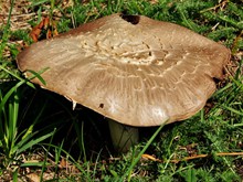秋季大蘑菇高清图