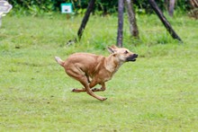 奔跑猎犬高清图片