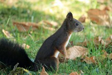 秋季可爱小松鼠高清图片