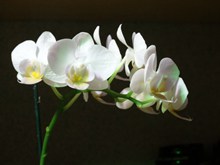 白色蝴蝶兰摄影精美图片
