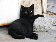 黑色宠物猫图片大全