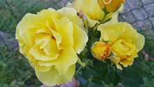 黄玫瑰花朵图片大全