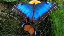 蓝色蝴蝶高清图片下载