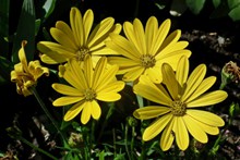 黄色野生花朵图片下载