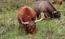 高原牦牛放牧精美图片